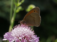 Coenonympha pamphilus