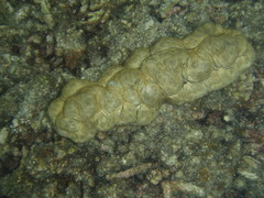 Stichopus vastus