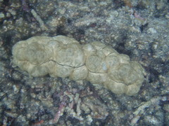 Stichopus vastus