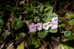 Primula nana