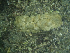 Stichopus vastus