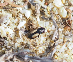 Geocoris ater