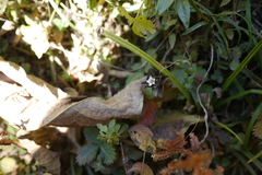 Gentiana capitata
