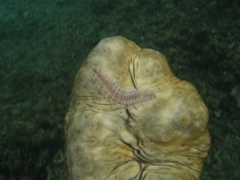 Stichopus vastus