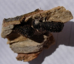 Amphicerus bimaculatus