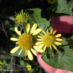 Leptocarpha rivularis