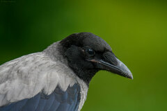 Corvus cornix cornix