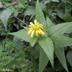 Leptocarpha rivularis