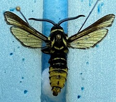 Paranthrene simulans