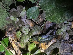 Fittonia