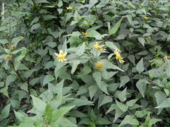 Leptocarpha rivularis