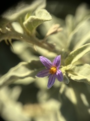 Solanum burchellii image