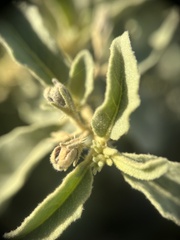 Solanum burchellii image