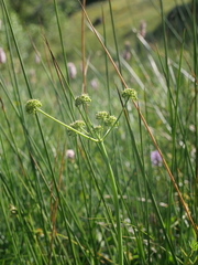 Angelica pyrenaea