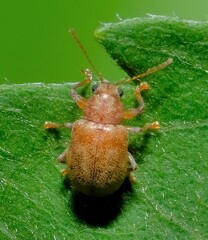 Demotina modesta