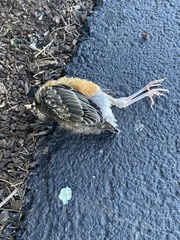 Turdus migratorius migratorius