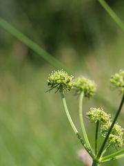 Angelica pyrenaea