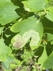Phytomyza aquilegiae group