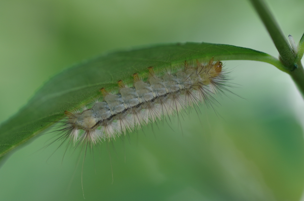 Buff ermine