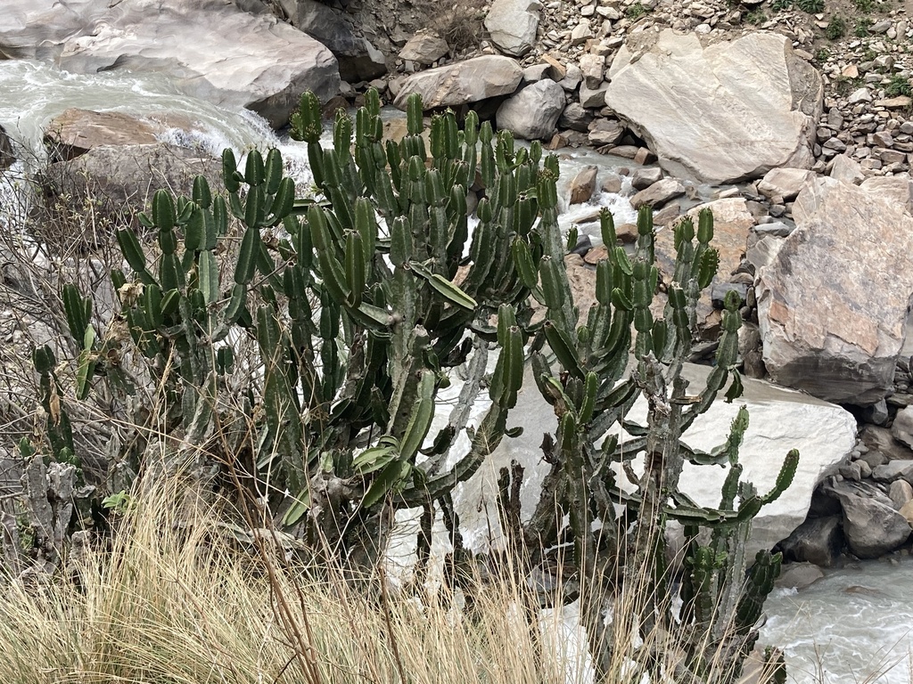 Euphorbia royleana Boiss.