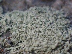 Ramalina labiosorediata