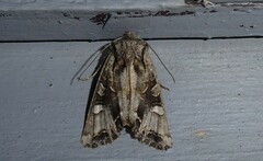 Ichneutica insignis