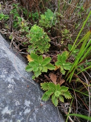 Osmitopsis dentata