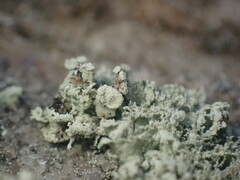 Ramalina labiosorediata