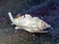 Eucithara