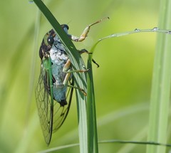 Neotibicen tibicen tibicen