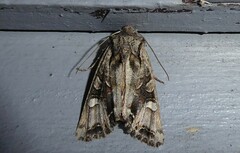 Ichneutica insignis