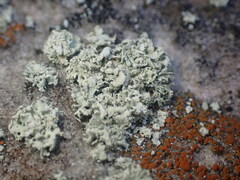 Ramalina labiosorediata