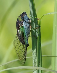 Neotibicen tibicen tibicen