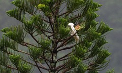 Cacatua moluccensis