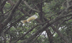 Cacatua moluccensis