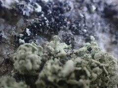 Ramalina labiosorediata