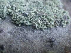 Ramalina labiosorediata