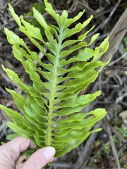 Polypodium pellucidum