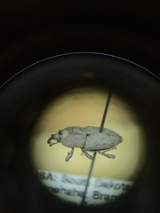 Sphenophorus callosus