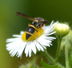 Parancistrocerus fulvipes