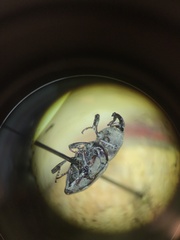 Sphenophorus callosus
