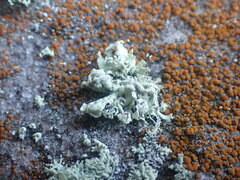 Ramalina labiosorediata