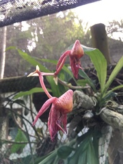 Catasetum maculatum