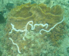 Synaptula