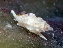 Eucithara
