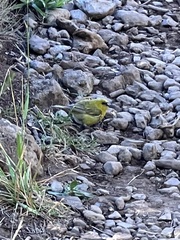 Chlorodrepanis virens wilsoni