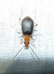 Brachinus adustipennis