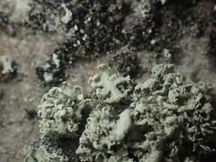 Ramalina labiosorediata