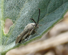 Eichlinia snowii