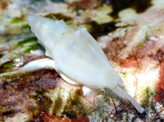 Eucithara